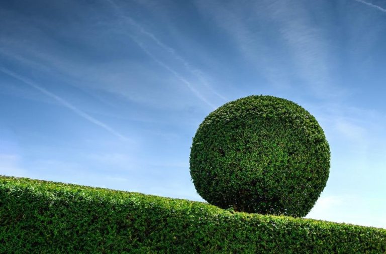 Diverse haagplanten in verschillende soorten en kleuren klaar voor bestelling bij Heijnen Haagplanten voor privacy en tuindec