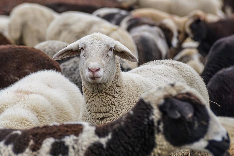 Persoon zoekt en selecteert schapenvachten - zelf schapenvachten zoeken biedt een autentieke ervaring